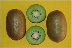 Frutti di Bo.Erica, nuova varietà di Actinidia ottenuta da mutazione di Hayward